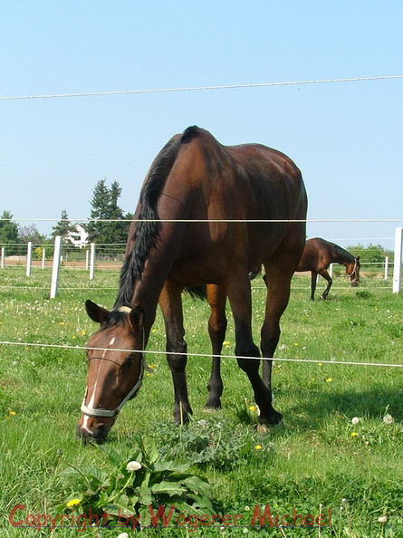 Reiterhof Sagl